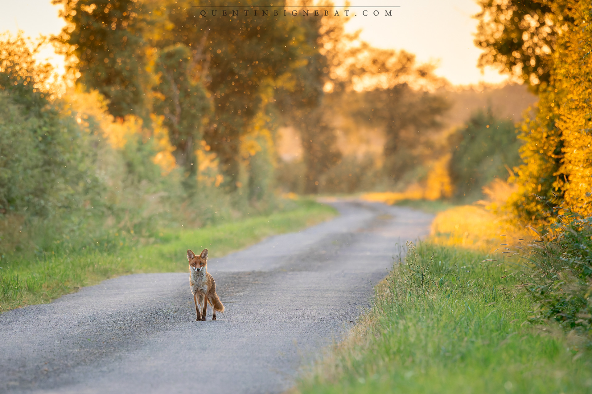 "Rencontre" - Renard roux - Mai 2025