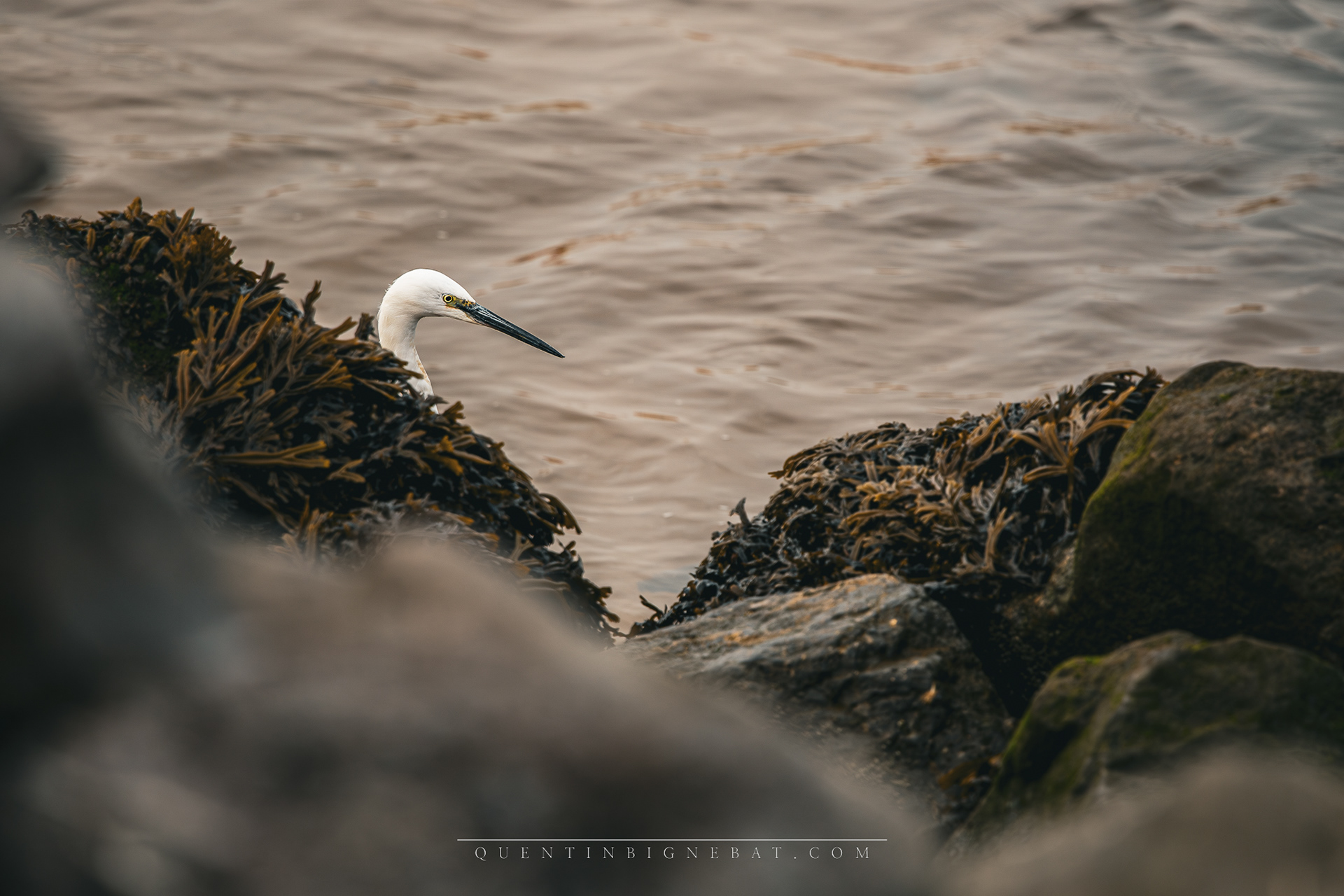 "Algues" - Aigrette garzette - Février 2024