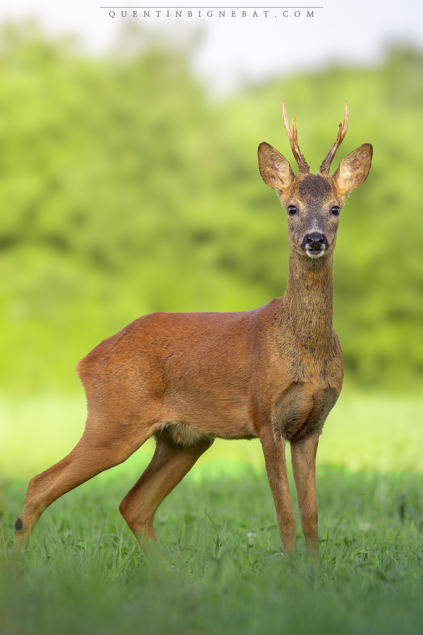"Hors du temps" - Chevreuil d'Europe - Juin 2025