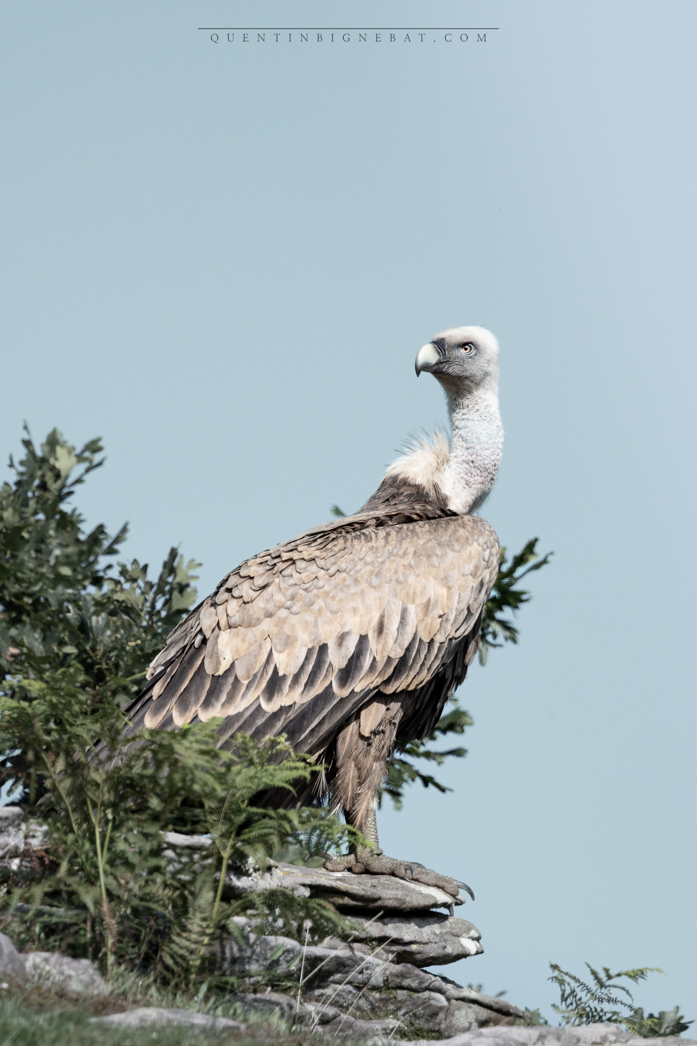 "Le doyen" - Vautour fauve - Juillet 2024