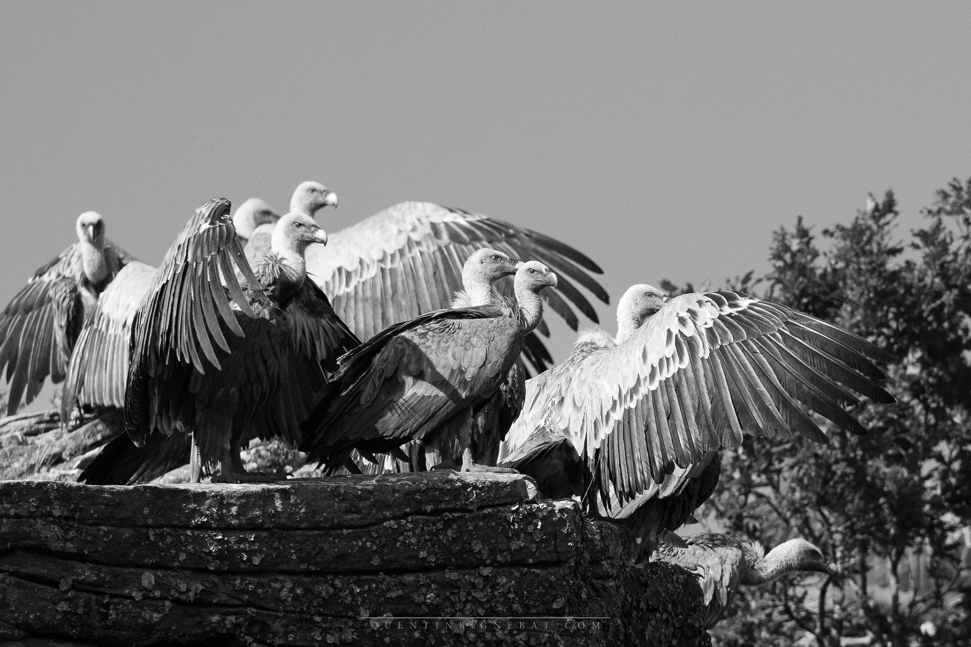 "Tribu 2" - Vautours fauves - Juillet 2024