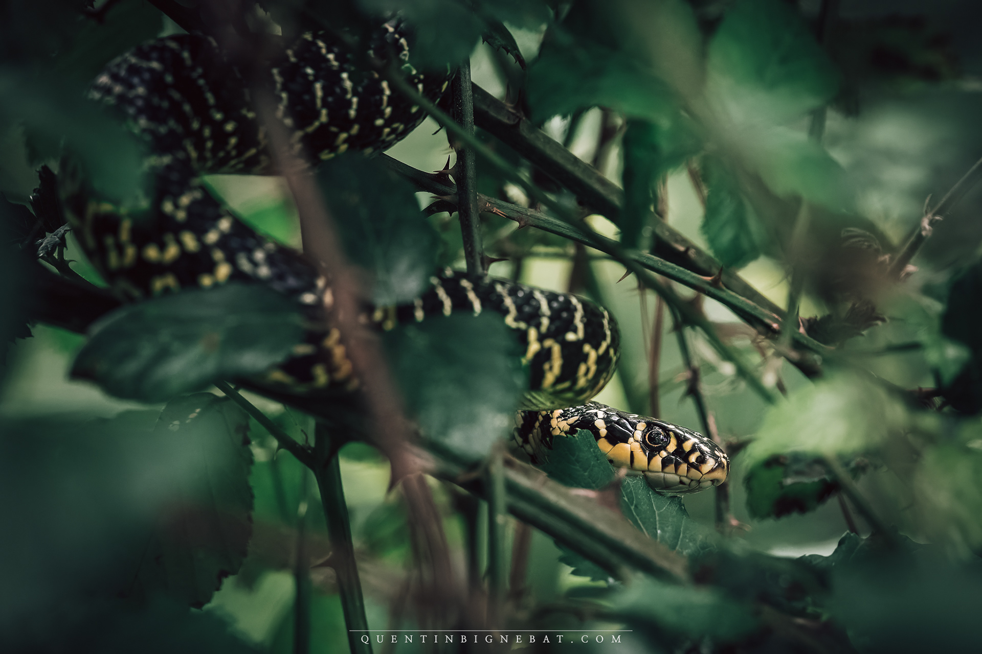 "Hierophis viridiflavus 2" - Couleuvre verte et jaune - Mai 2025