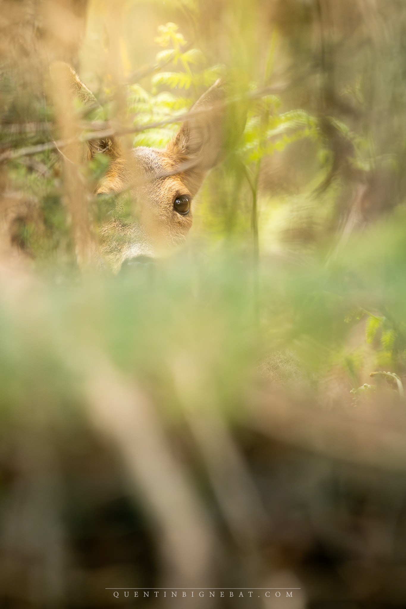 "Rencontre" - Chevreuil d'Europe - Avril 2024