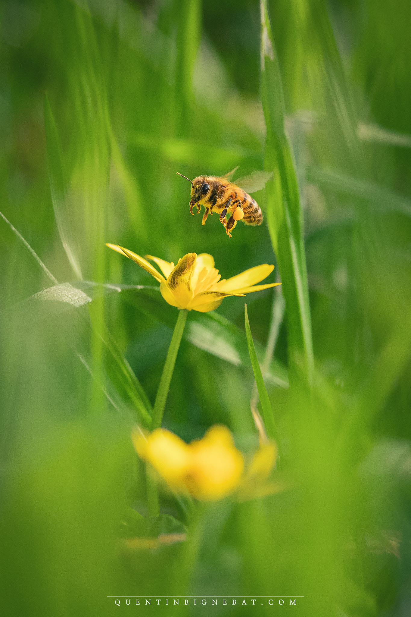 "Nectar 2" - Abeille européenne - Février 2024