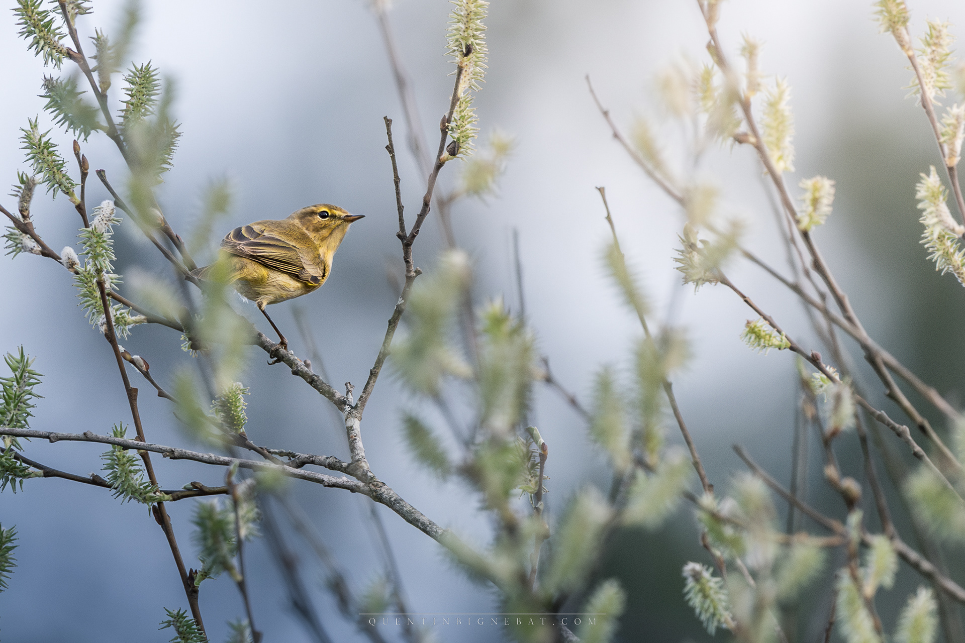 "Lueur" - Pouillot véloce - Mars 2024
