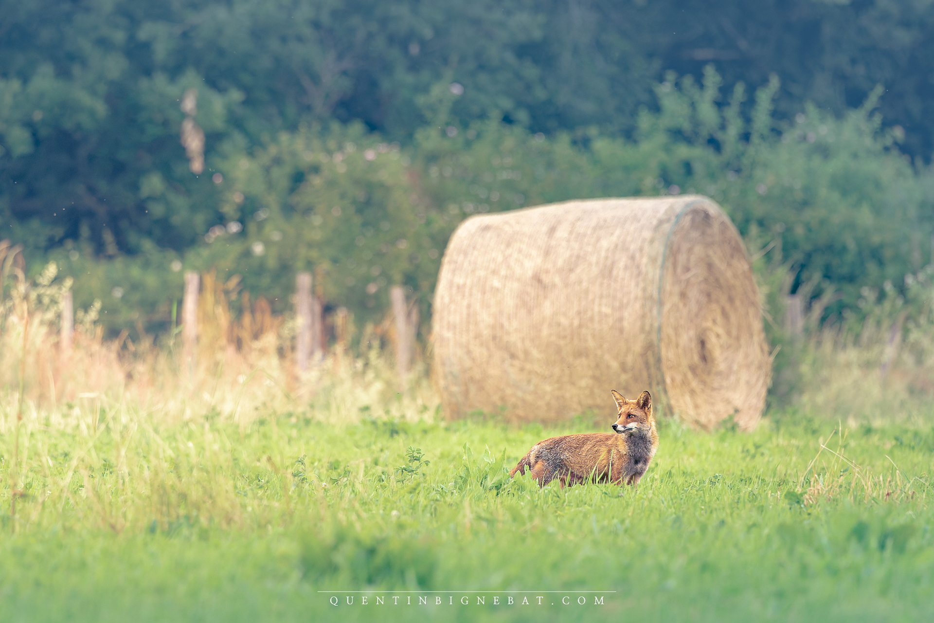 "En chasse" - Renard roux - Mai 2025