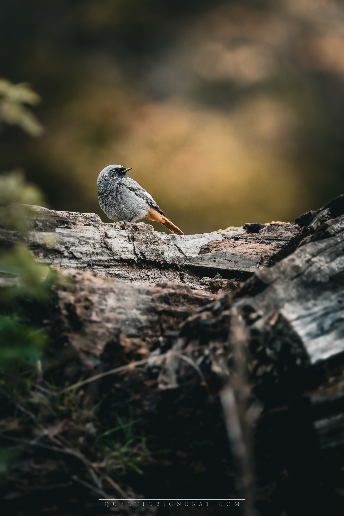 "Sous-bois"  - Rougequeue noir - Octobre 2024