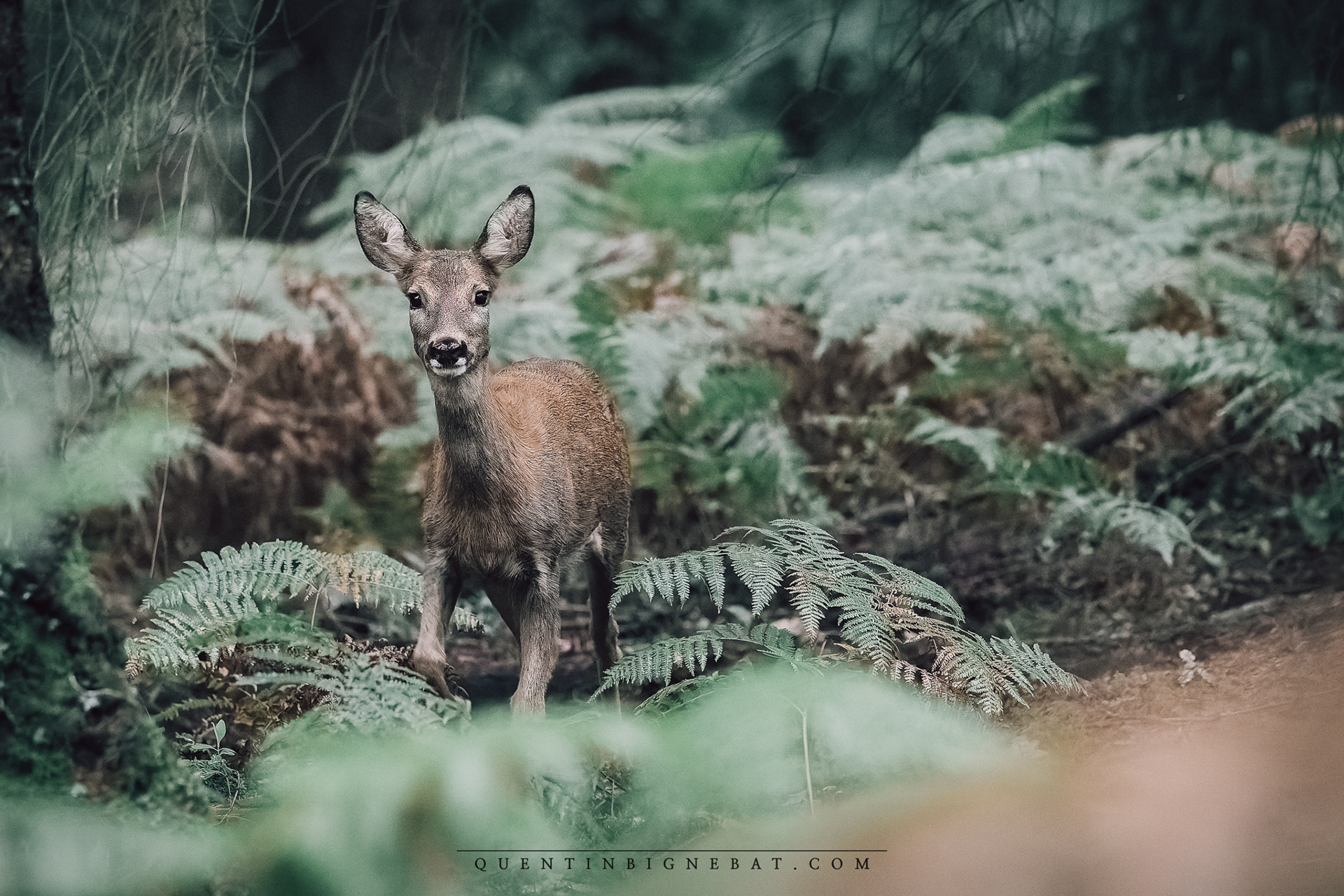 "Rencontre 2" - Chevreuil d'Europe - Septembre 2025