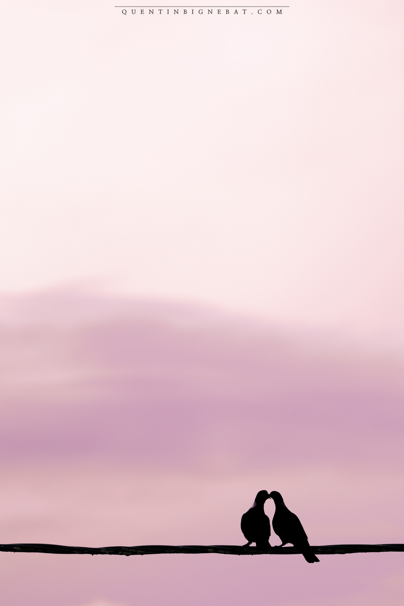 "Tendresse" - Pigeons ramiers - Mai 2024