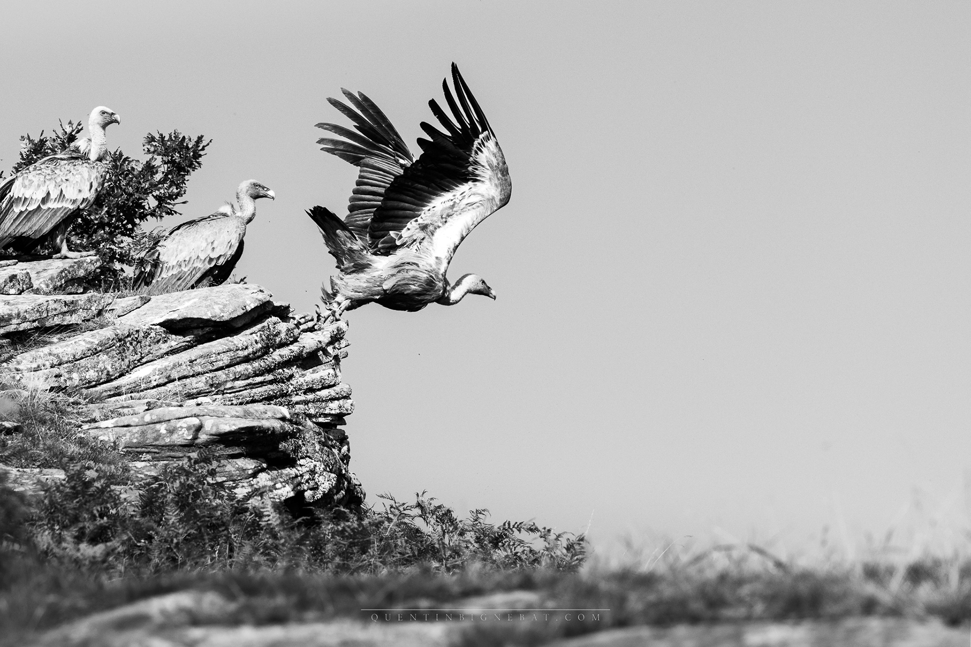 "Envol" - Vautours fauves - Juillet 2024