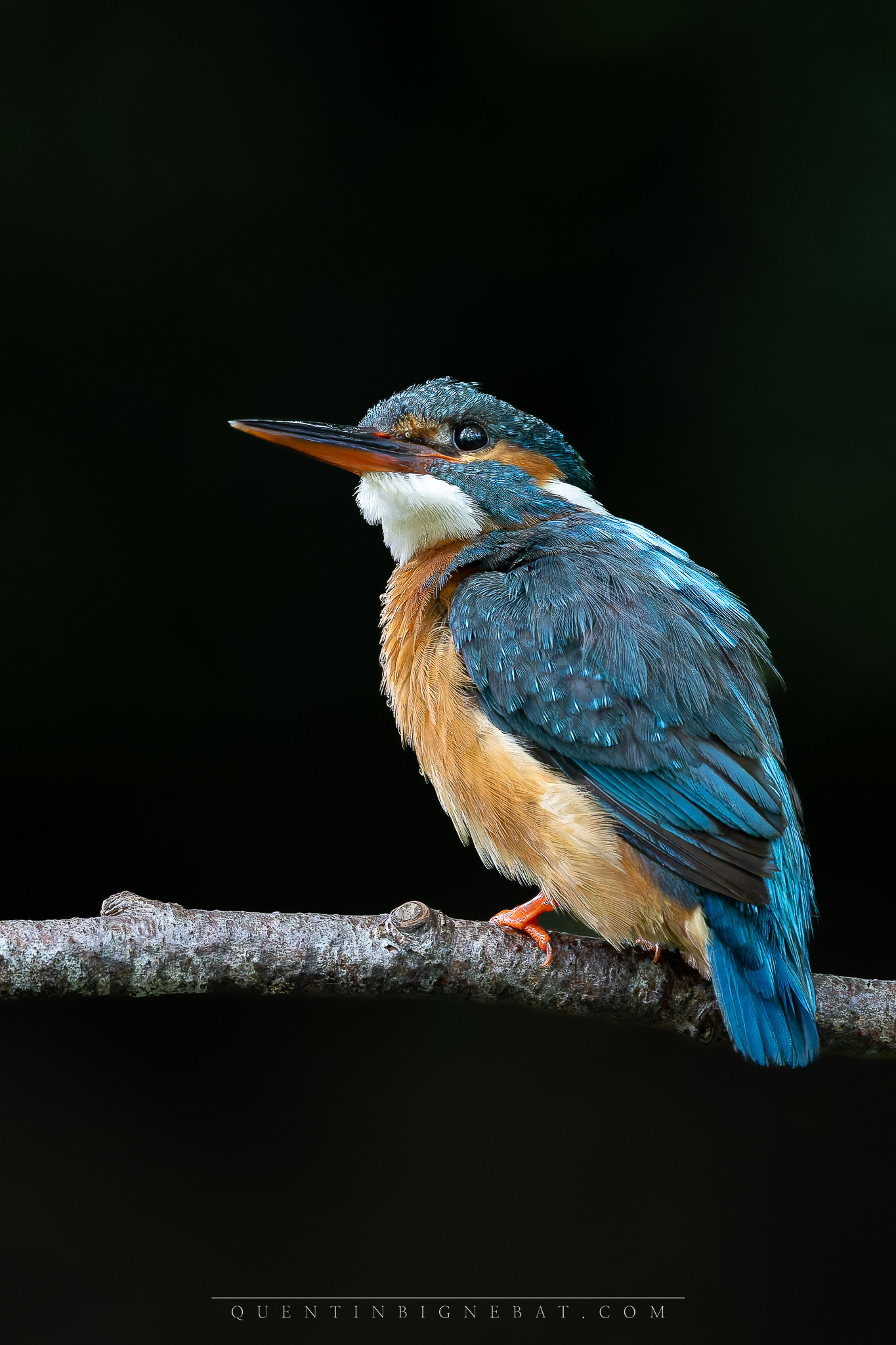 "Majestueuse" - Martin-pêcheur d'Europe - Juin 2024