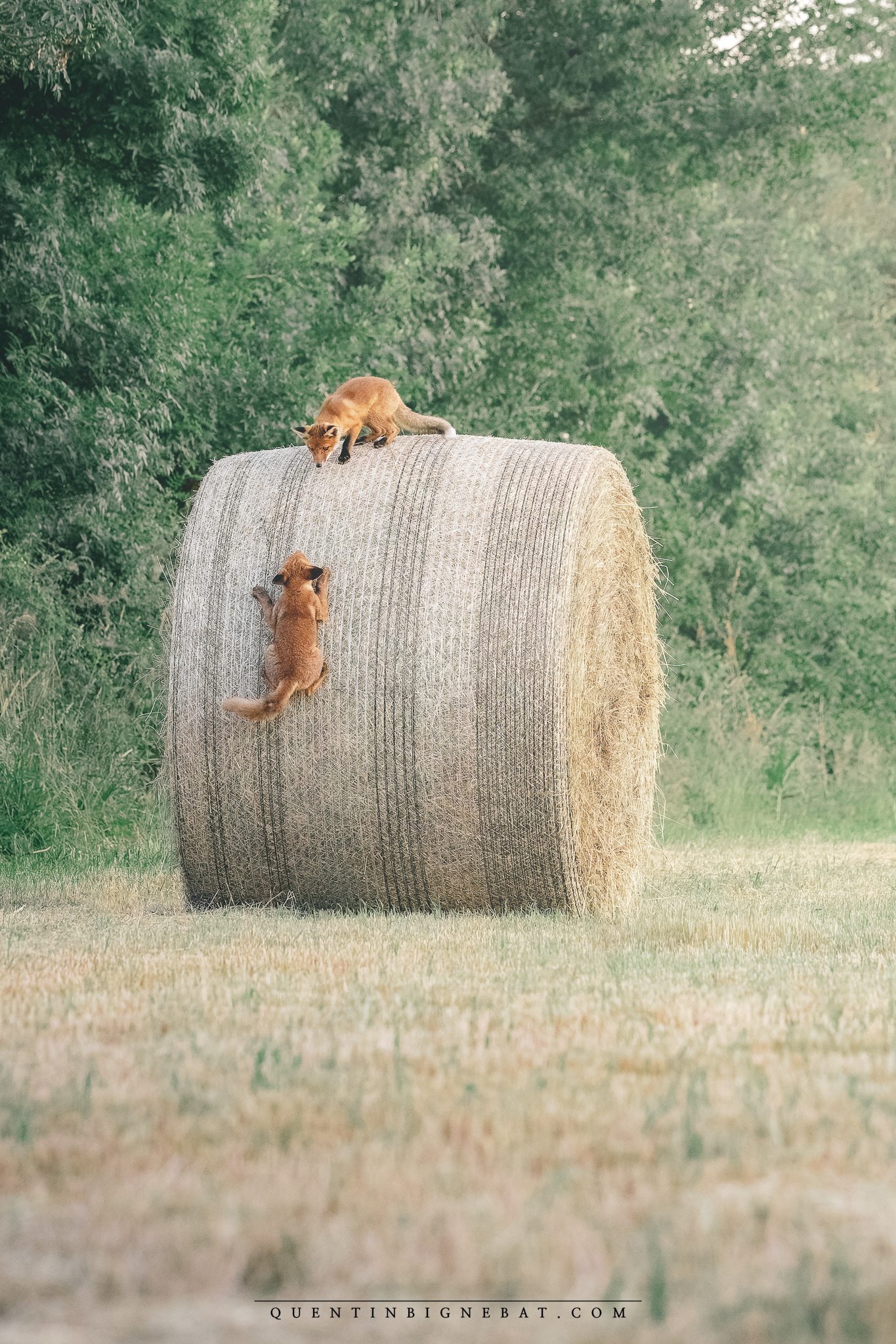 "Jeux d'enfants #2" - Renards roux - Juin 2025