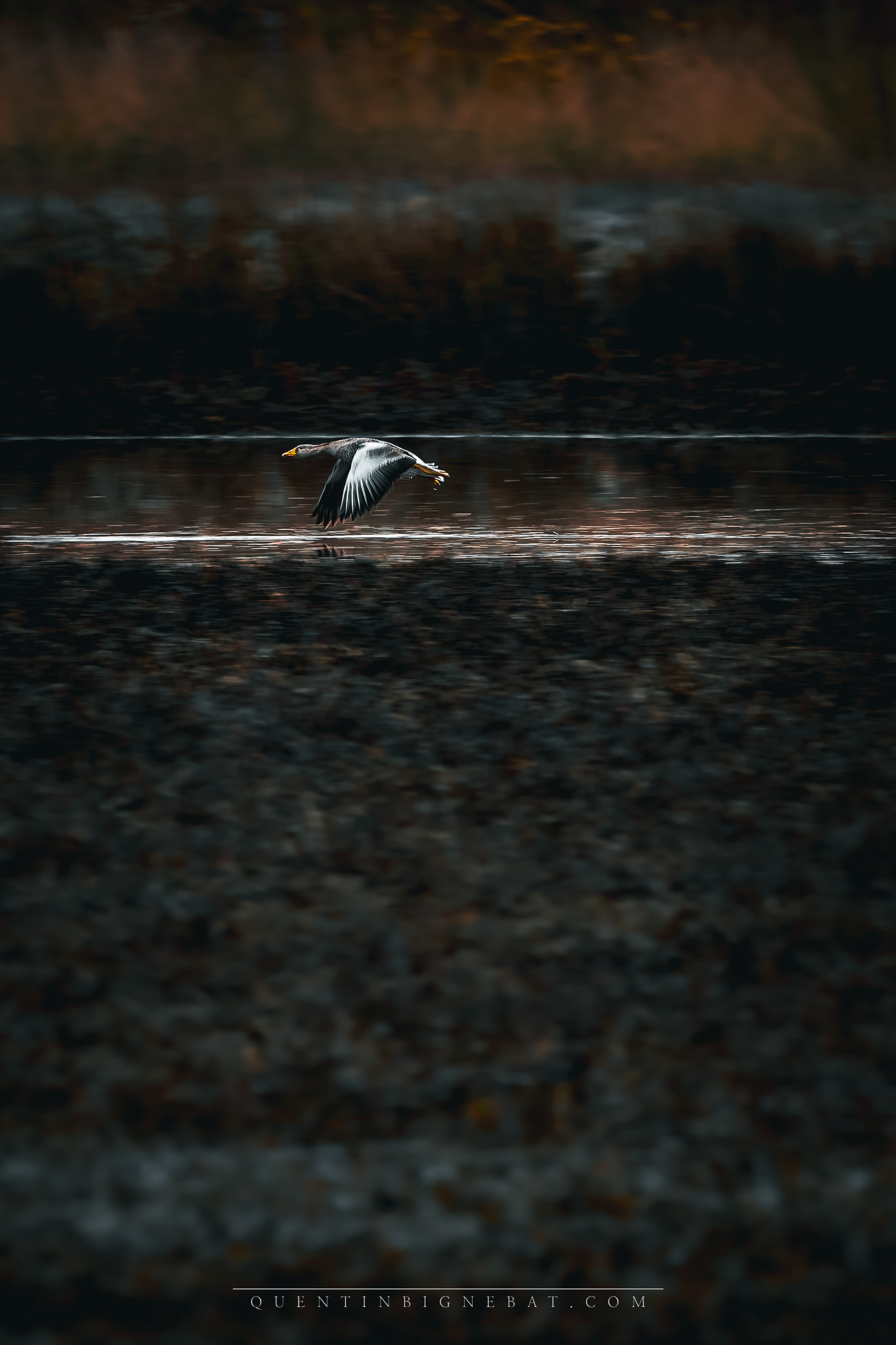 "Départ" - Oie cendrée - Février 2025