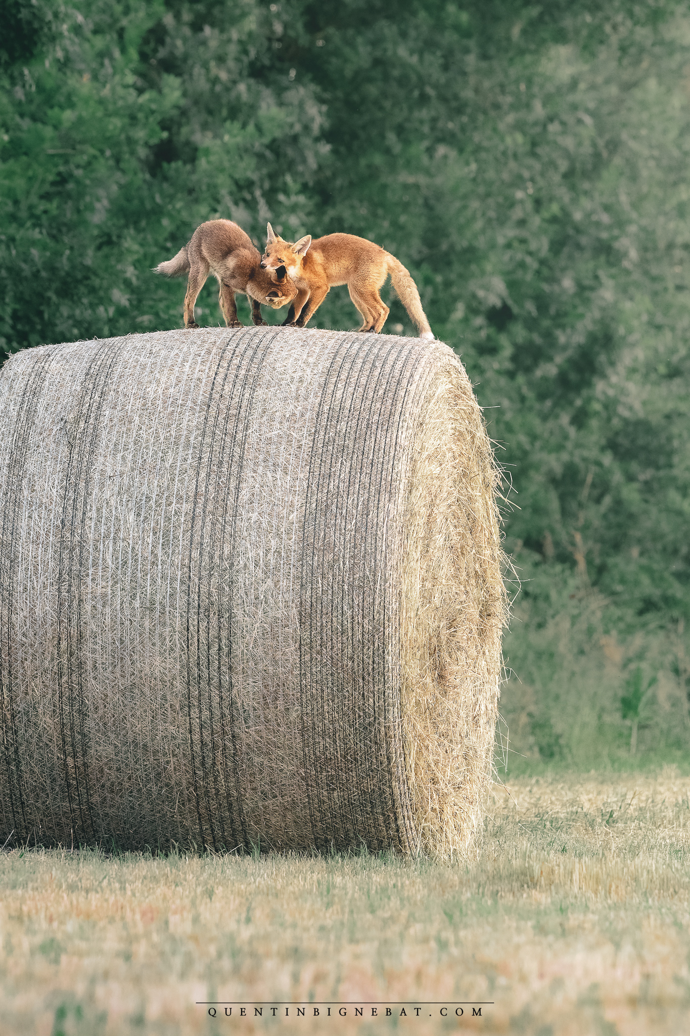 "Jeux d'enfants #3" - Renards roux - Juin 2025