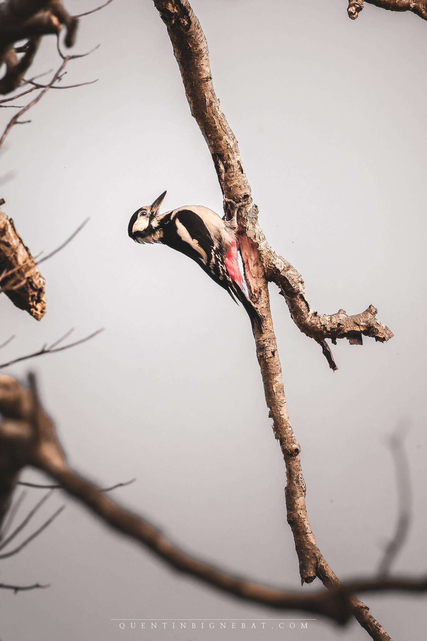 "Le Pic" - Pic épeiche - Avril 2025