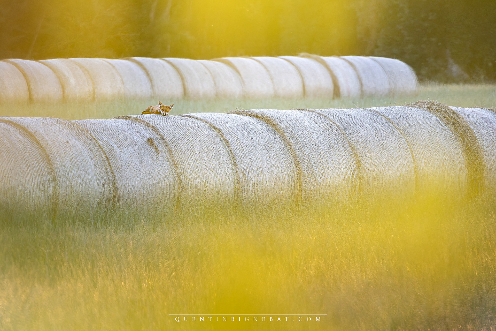 "La sieste" - Renard roux - Août 2024