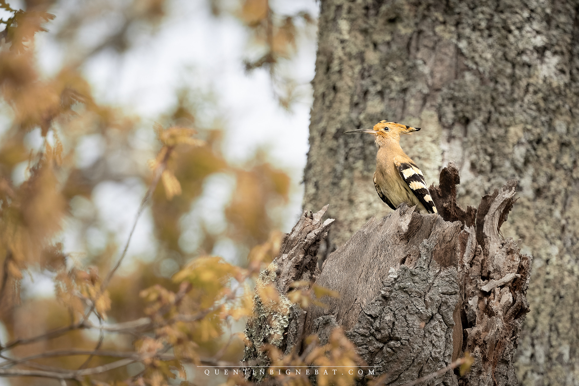 "La huppe" - Huppe fasciée - Avril 2024