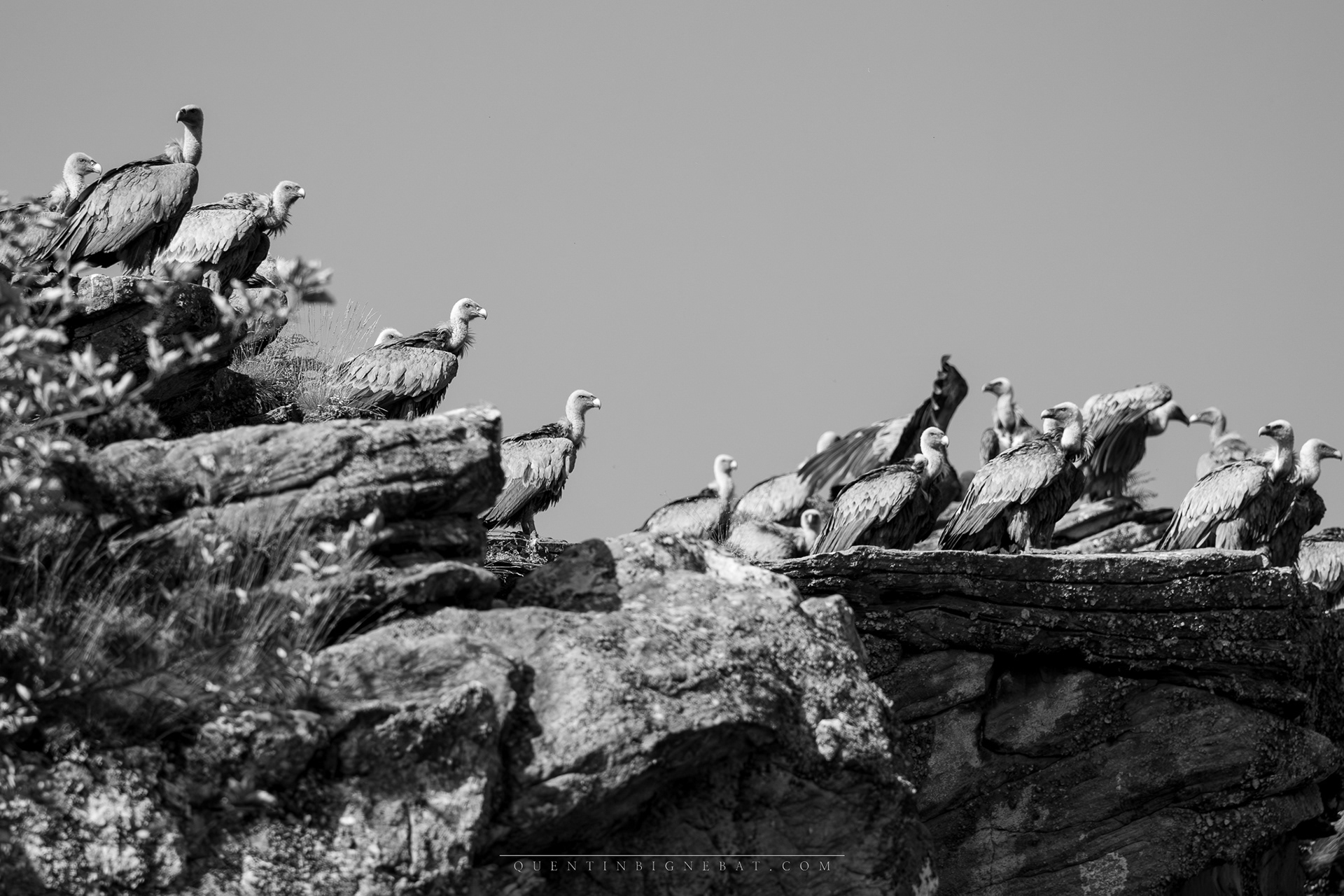 "Tribu" - Vautours fauves - Juillet 2024