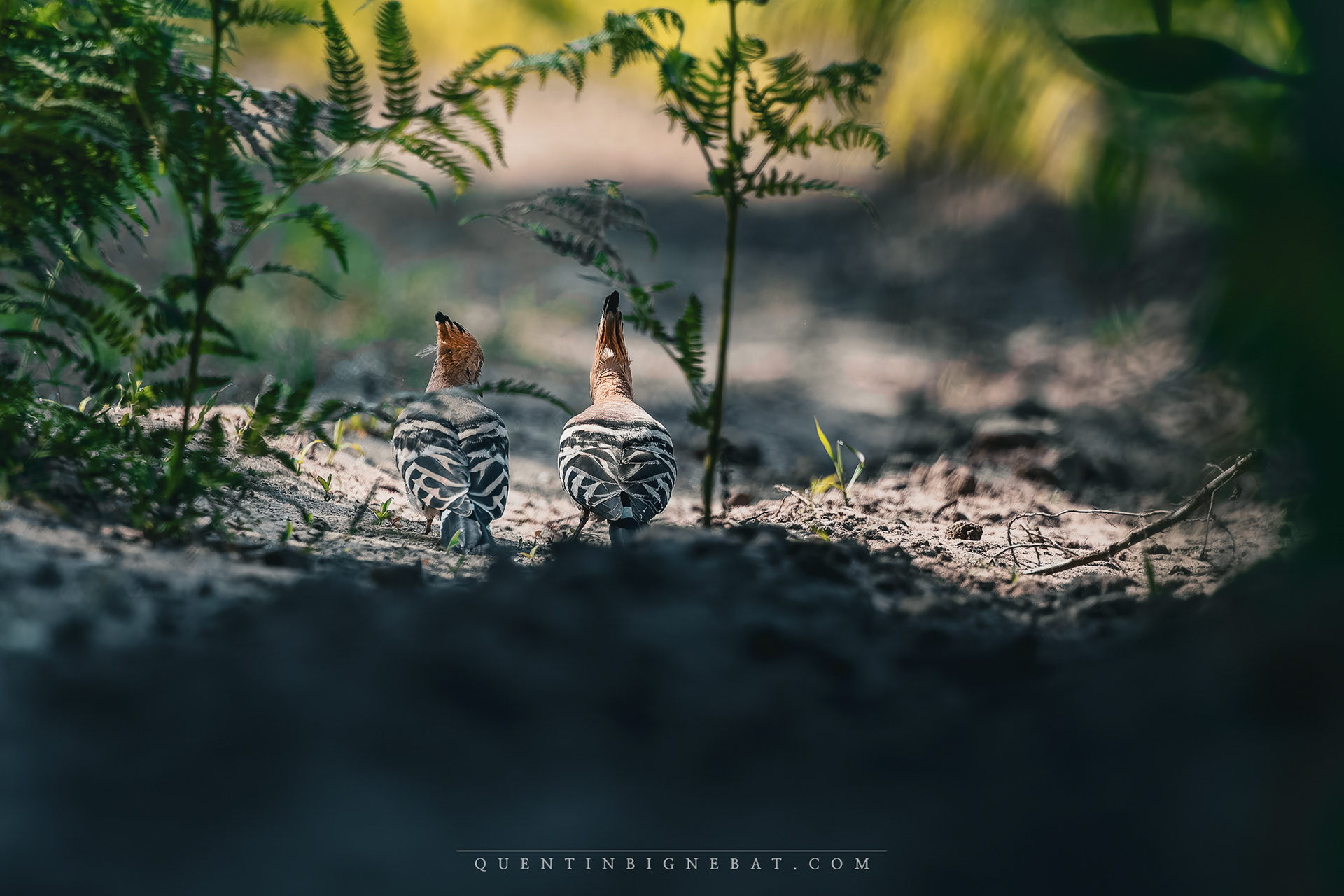 "Vadrouille" - Huppes fasciées - Juin 2024