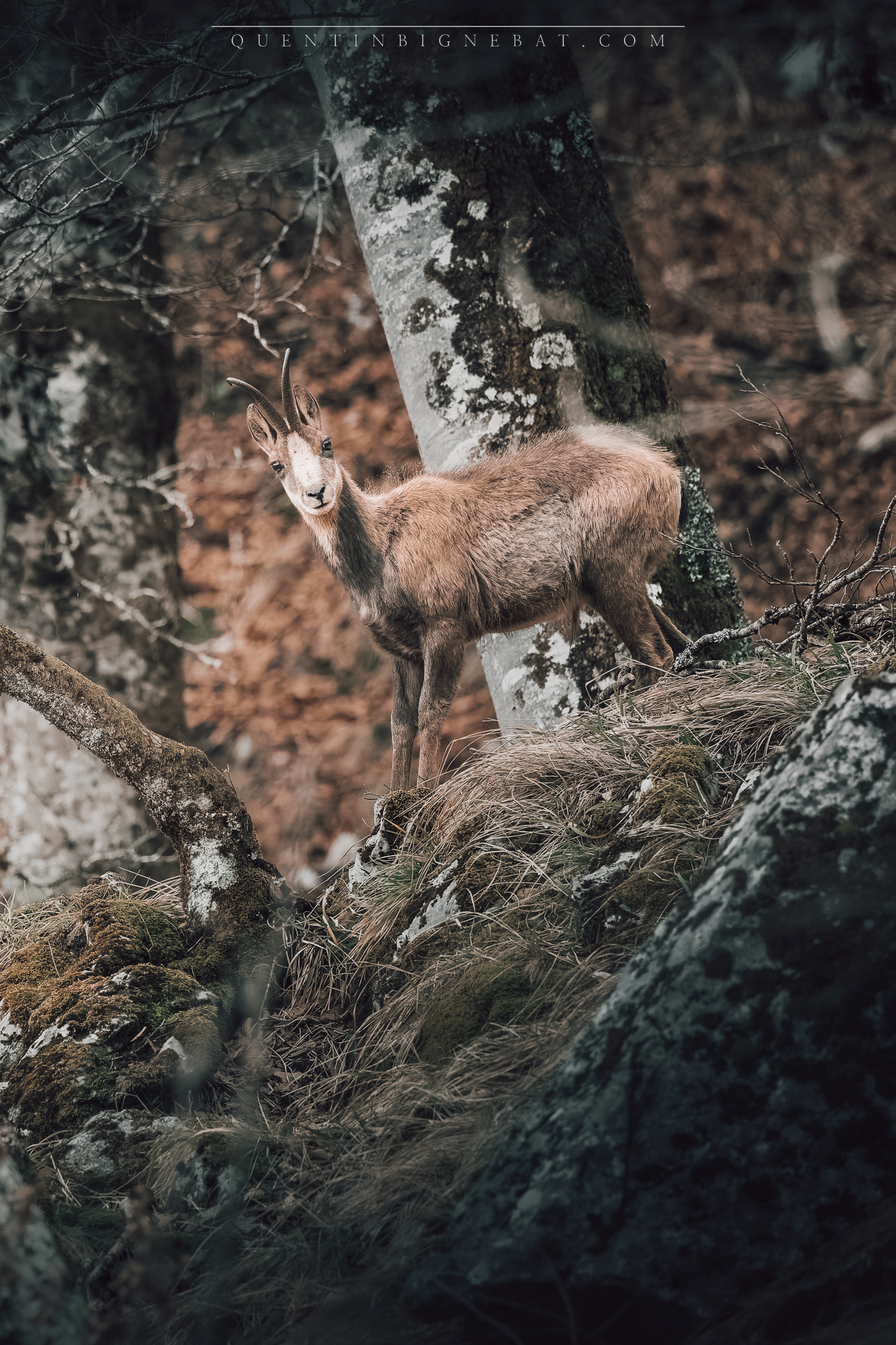 "Les yeux dans les yeux" - Isard - Février 2025