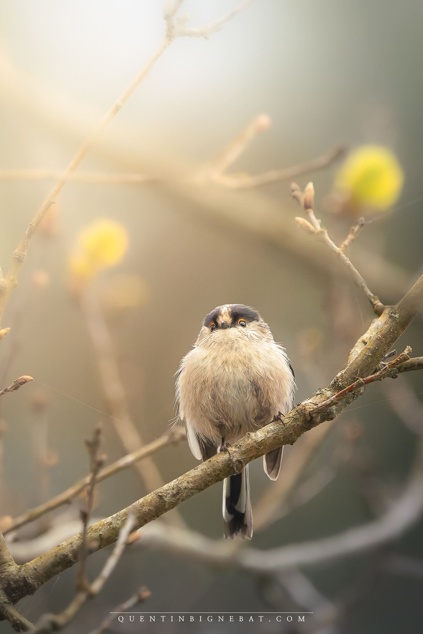 "Pompon" - Mésange à longue queue - Avril 2024
