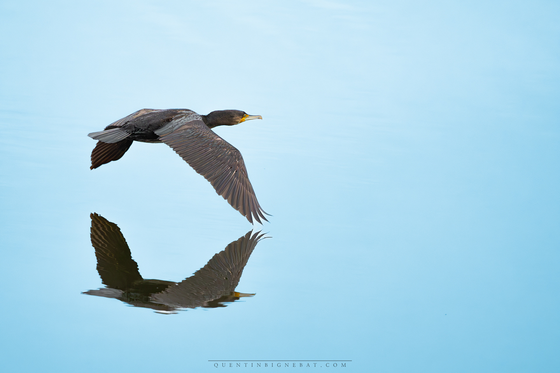 "Reflet" - Grand cormoran - Février 2024