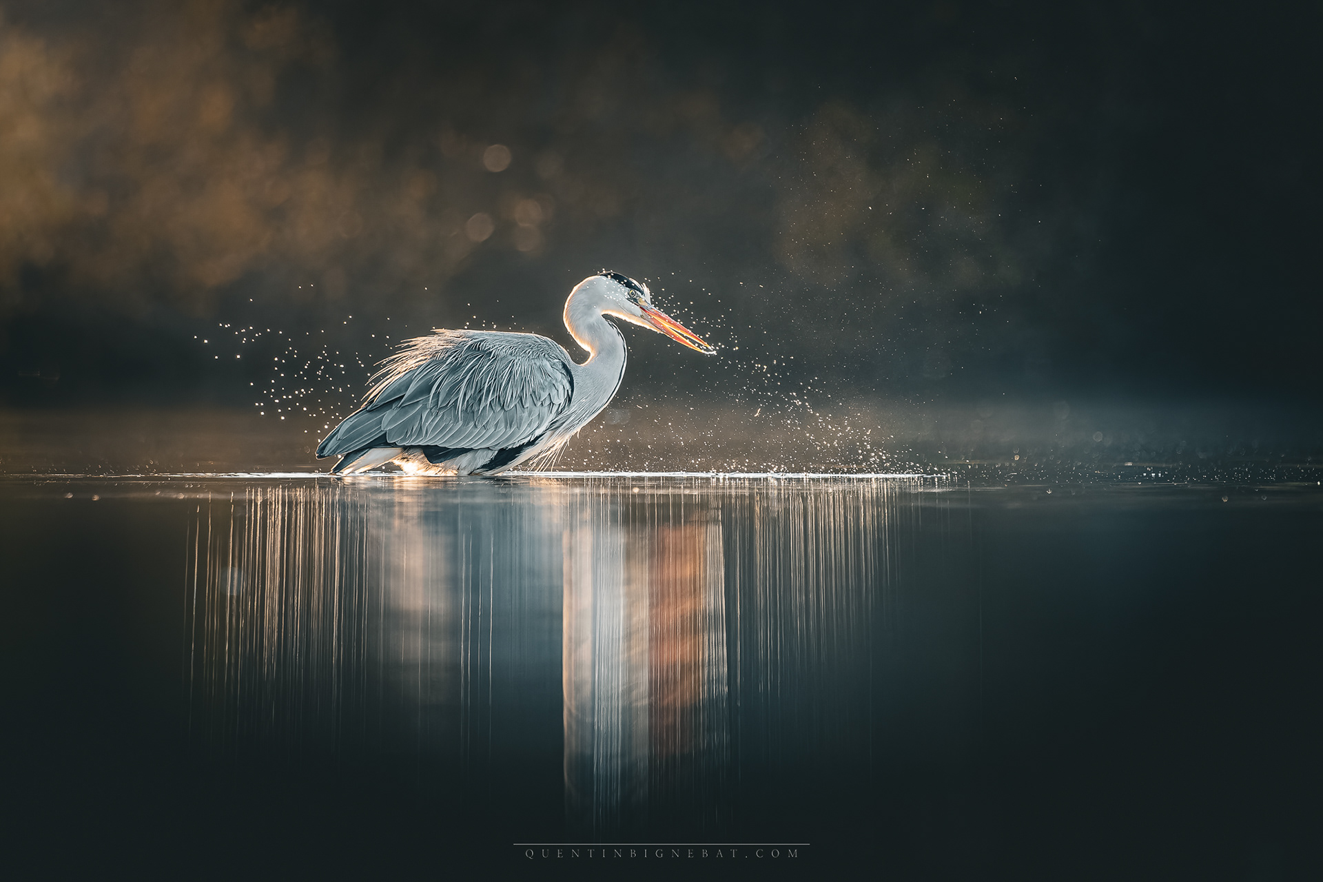 "Ablution matinale" - Héron cendré - Décembre 2024