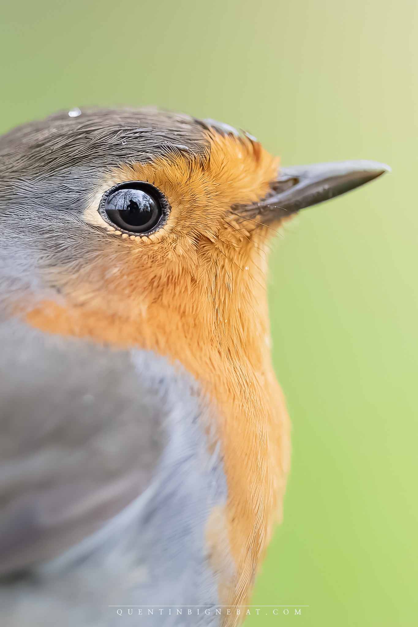 "Confiance" - Rouge-gorge familier - Janvier 2024