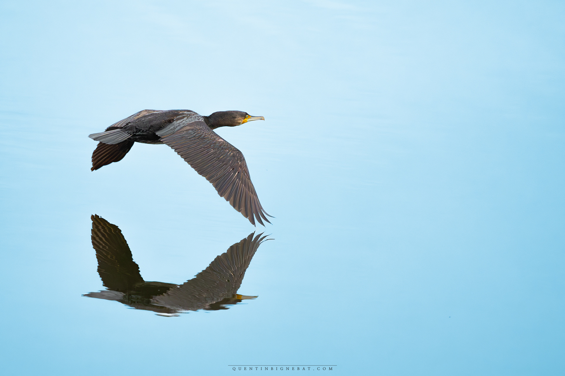 "Reflet" - Grand cormoran - Février 2024