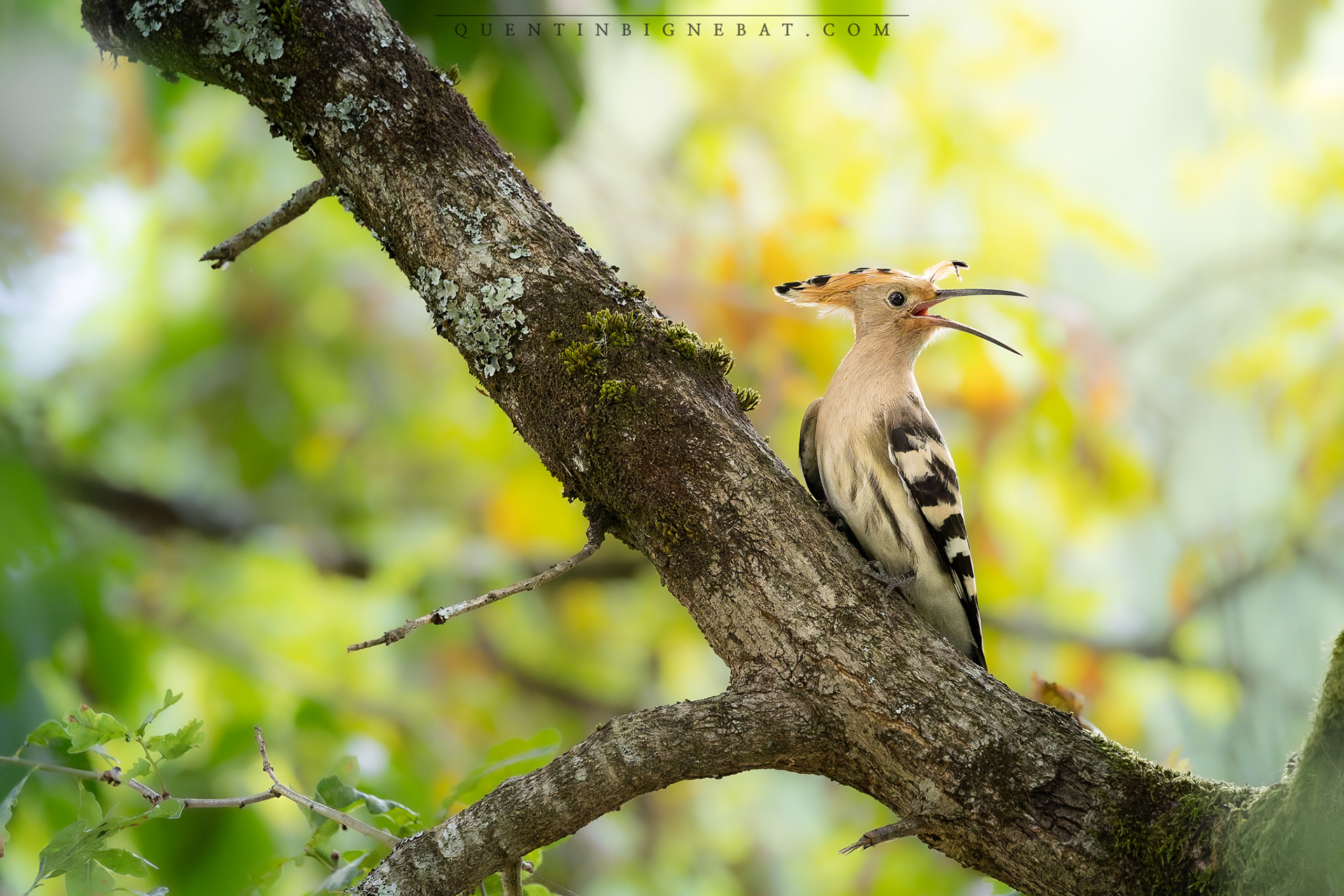 "Coiffée" - Huppe fasciée - Juin 2025
