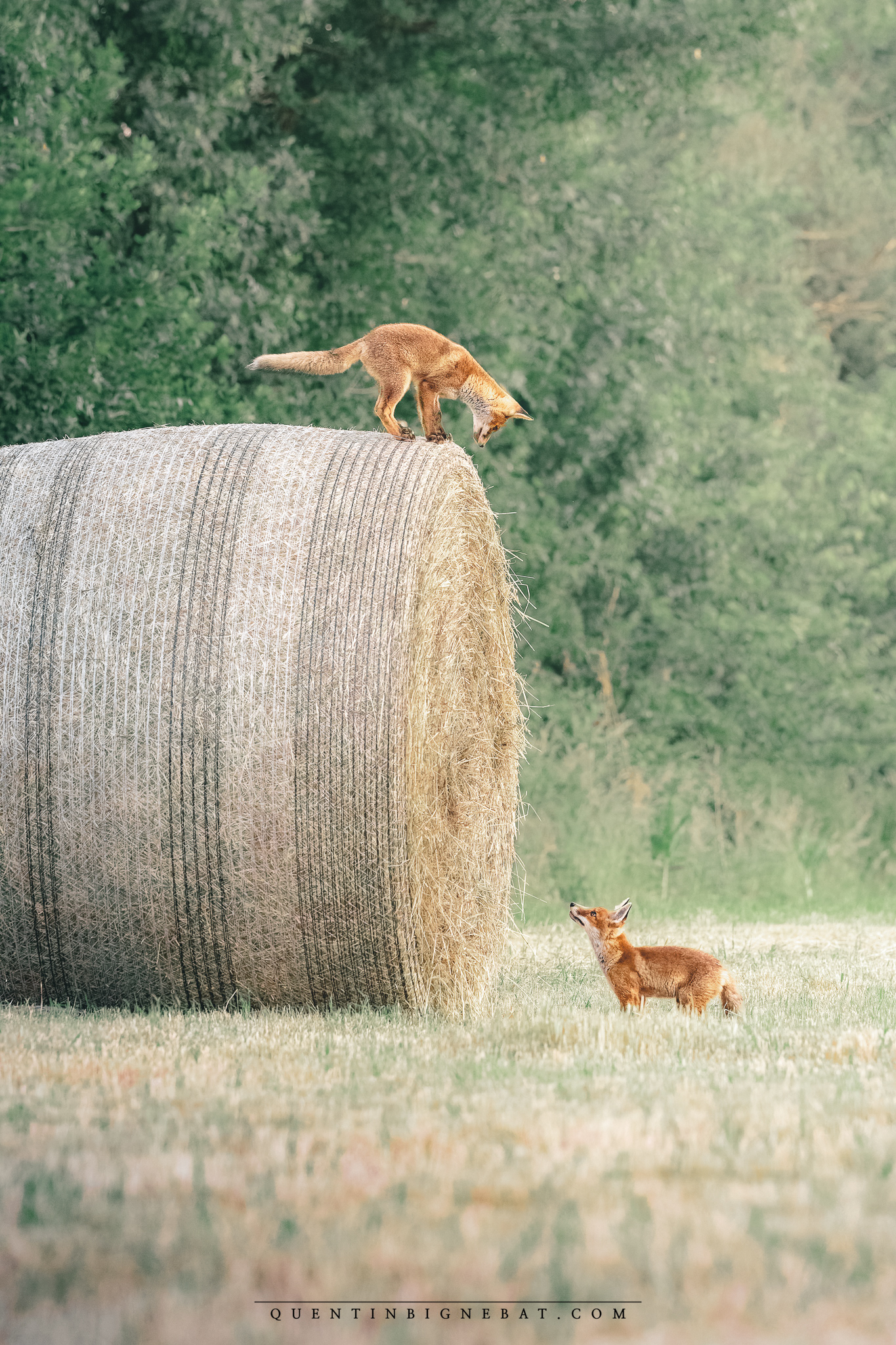 "Jeux d'enfants" - Renards roux - Juin 2025
