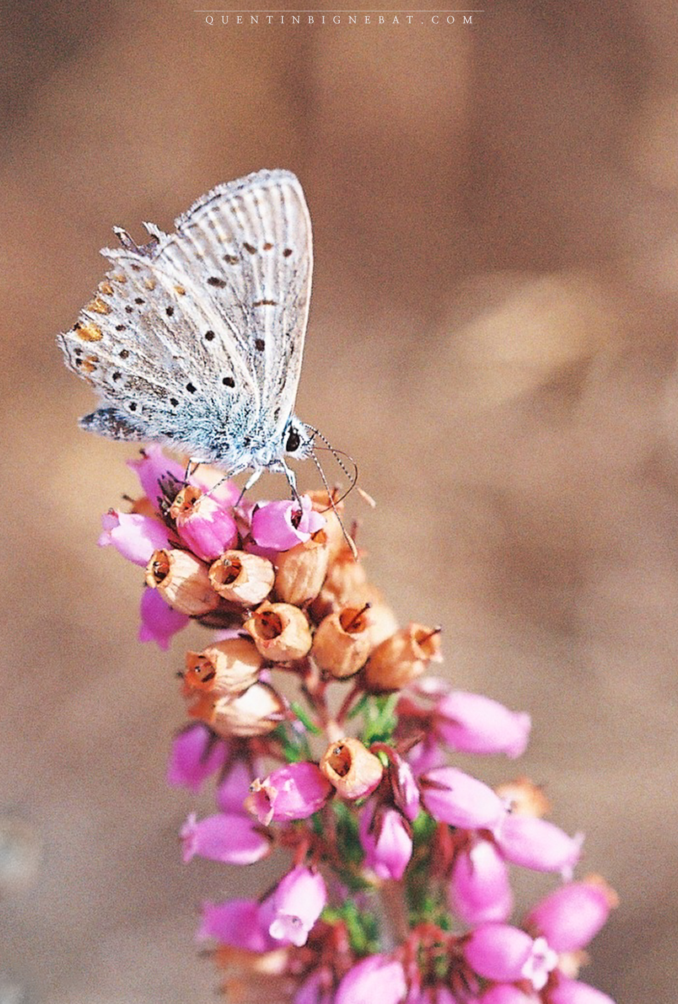 "Ephémère" - Argus bleu - Octobre 2023 - Argentique