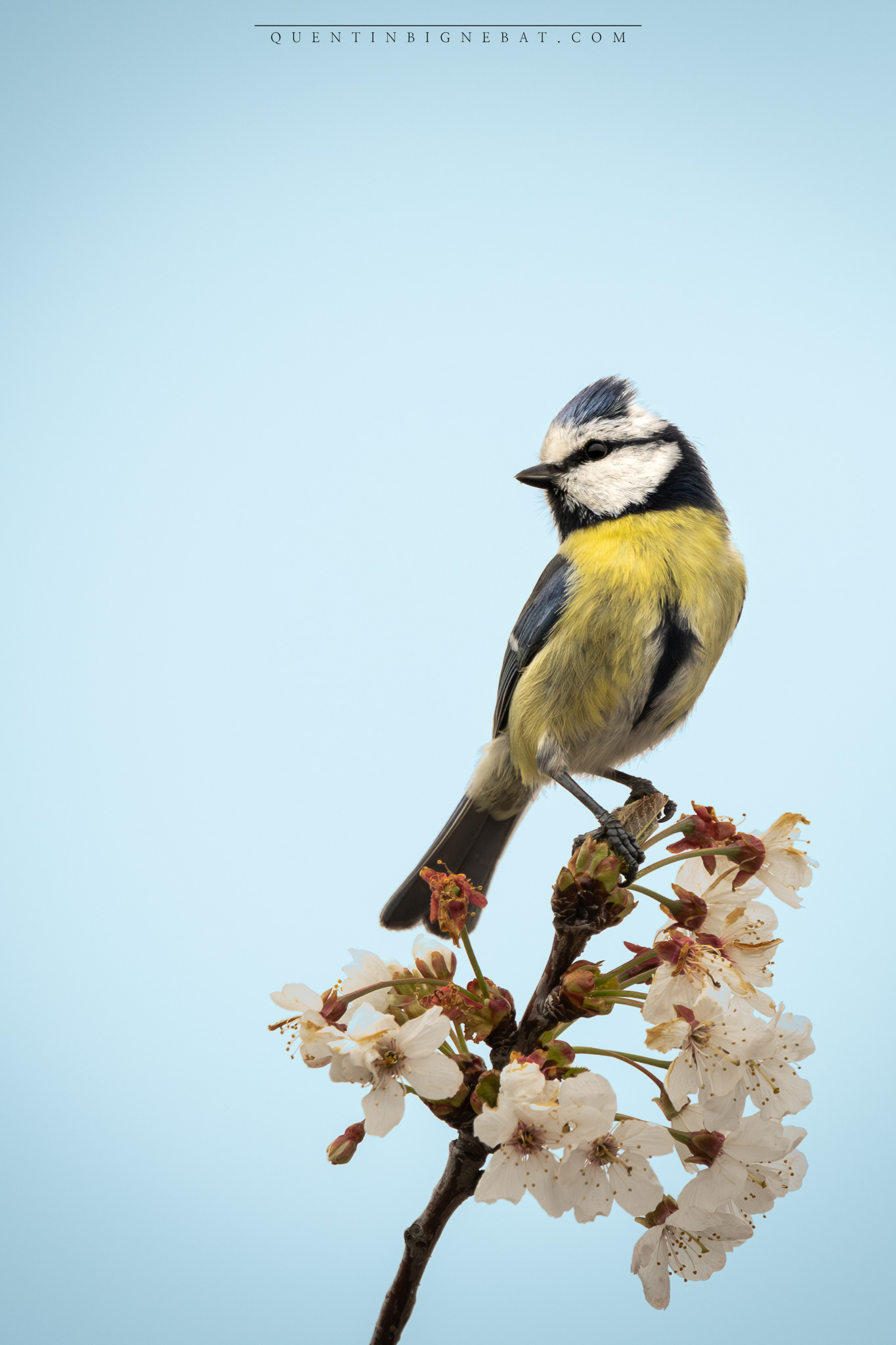 "Aogara" - Mésange bleue - Mars 2024