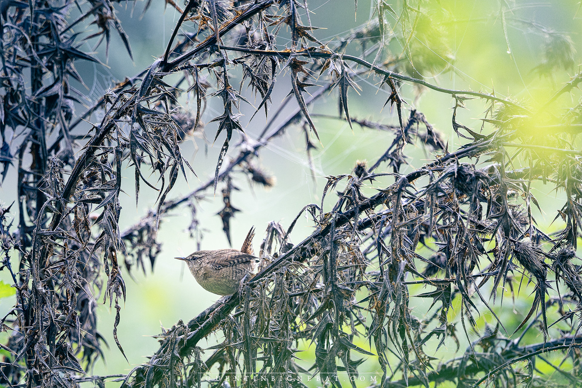 Troglodyte mignon - Octobre 2024