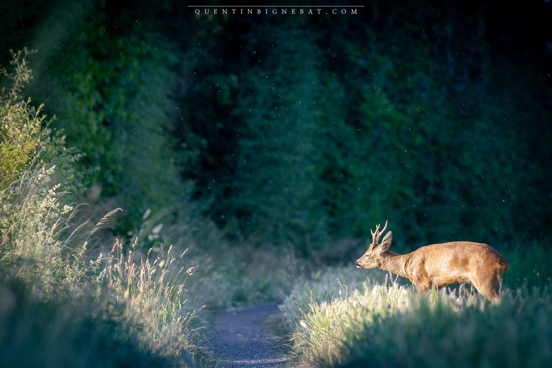 "Présence" - Chevreuil d'Europe - Juin 2025