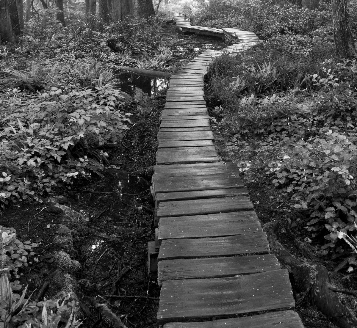 Walk in the Woods, 2012