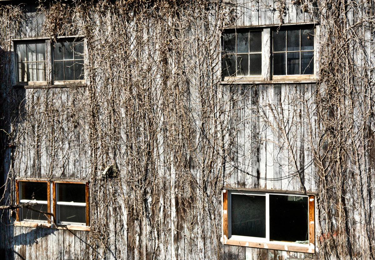 Ivy Barn, 2016