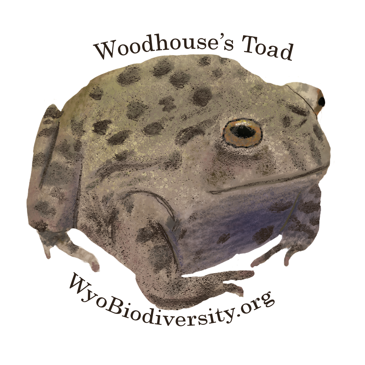 Woodhouse Toad Biocenter Sticker