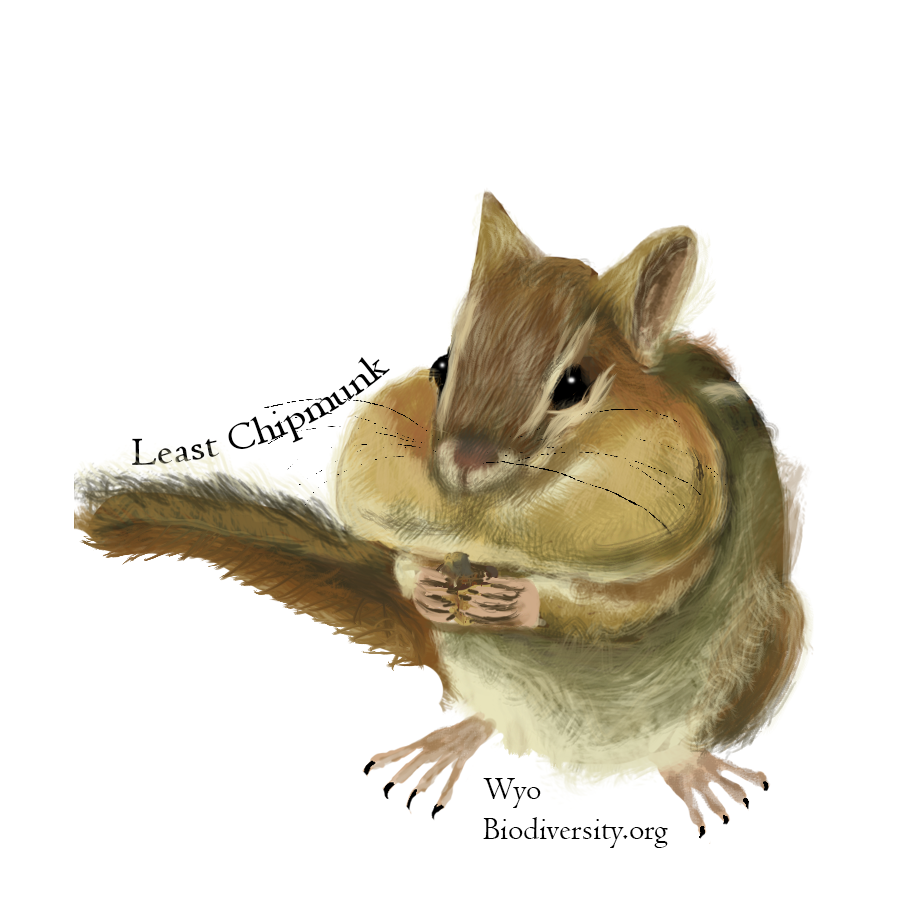 Chipmunk Biocenter Sticker