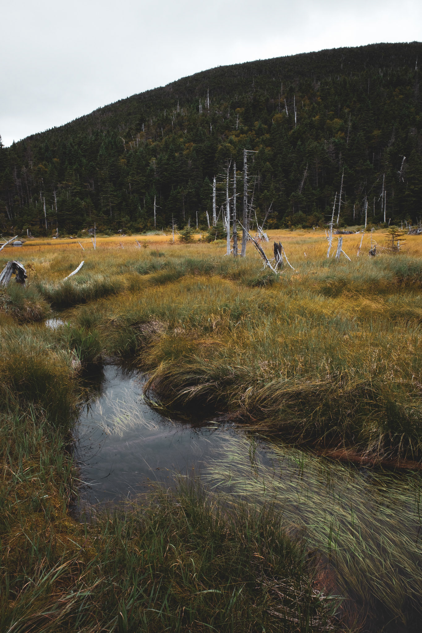 River of Grass