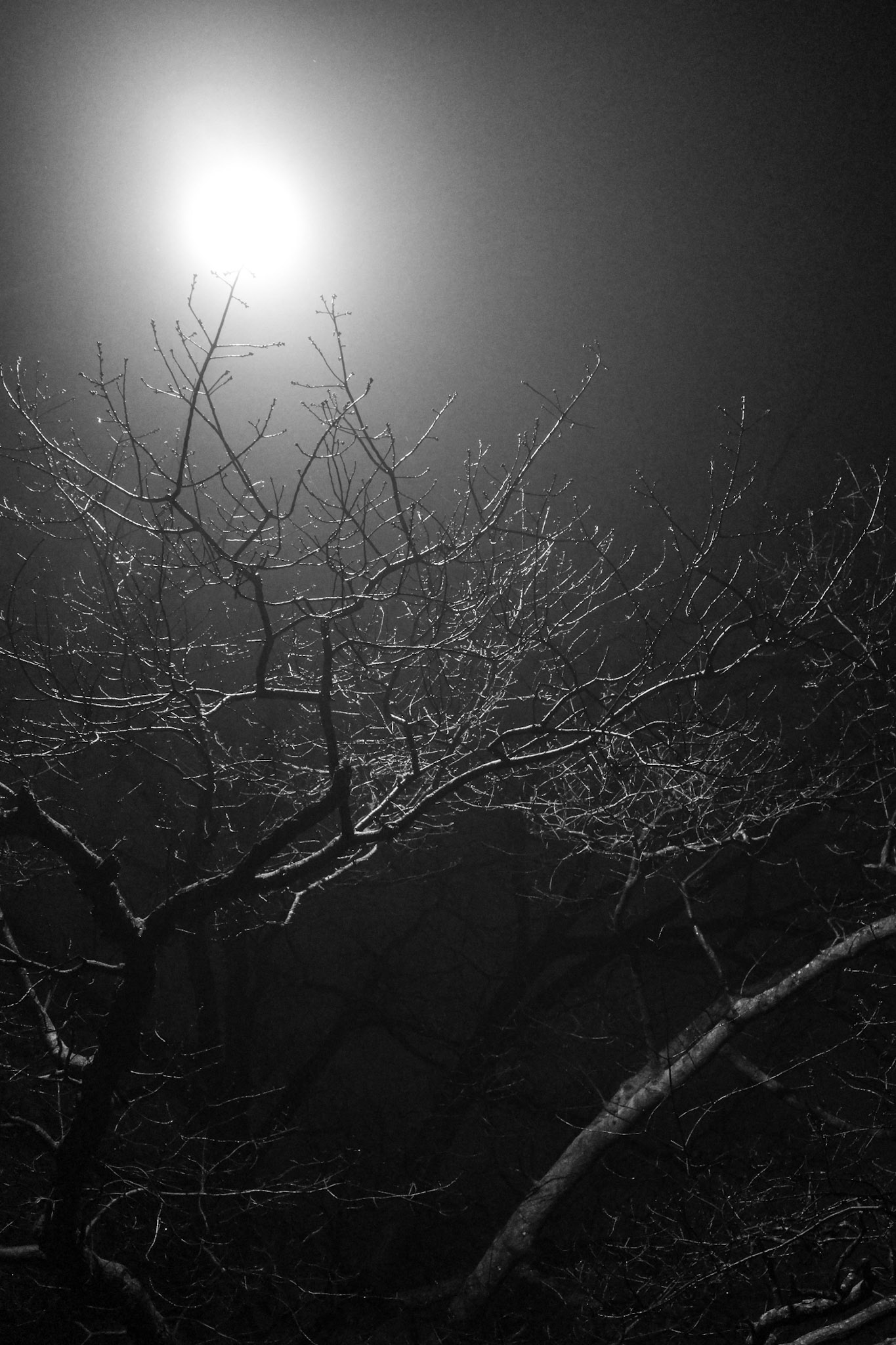 Tree Glow