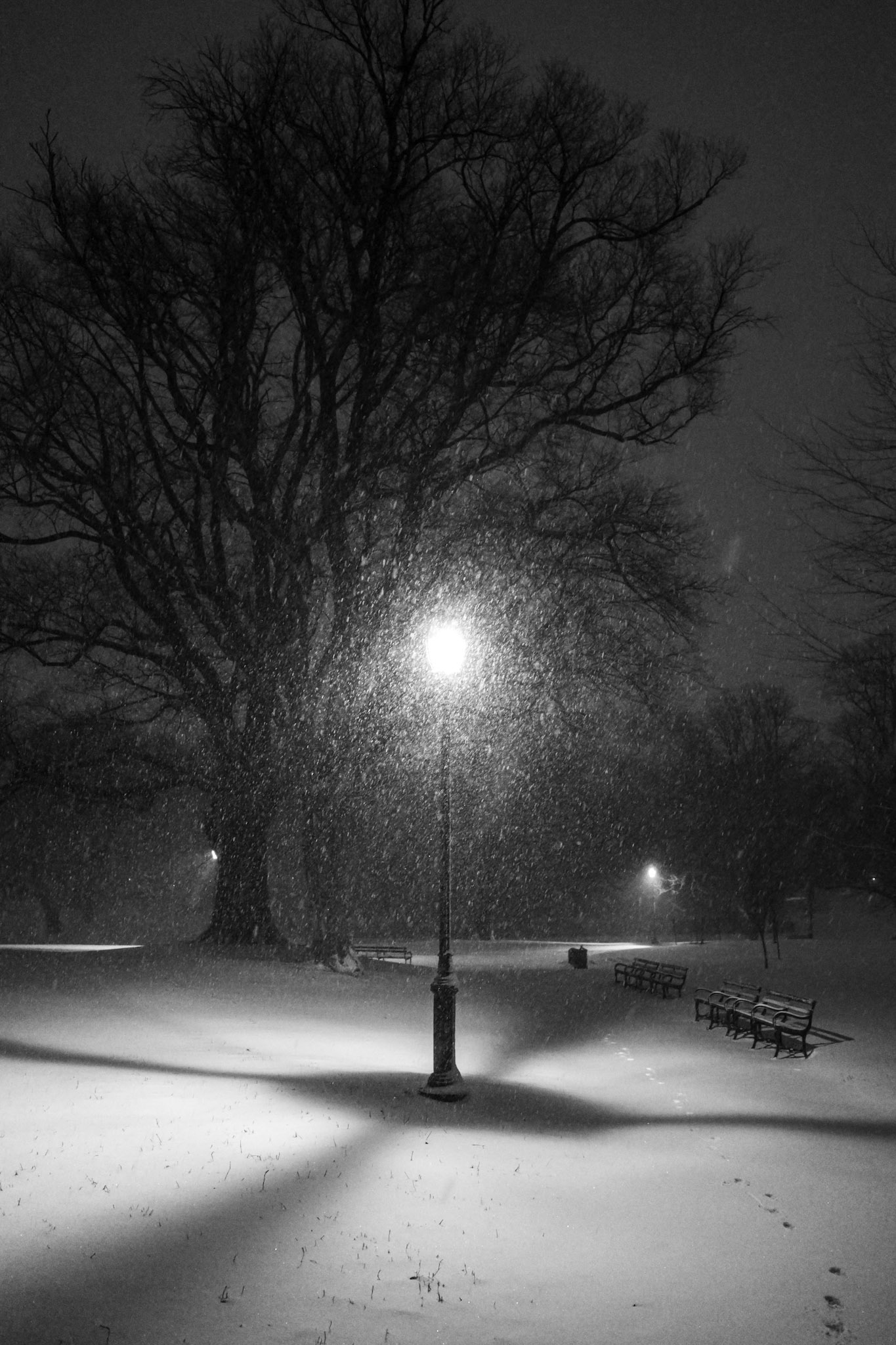 Snowfall in the Park