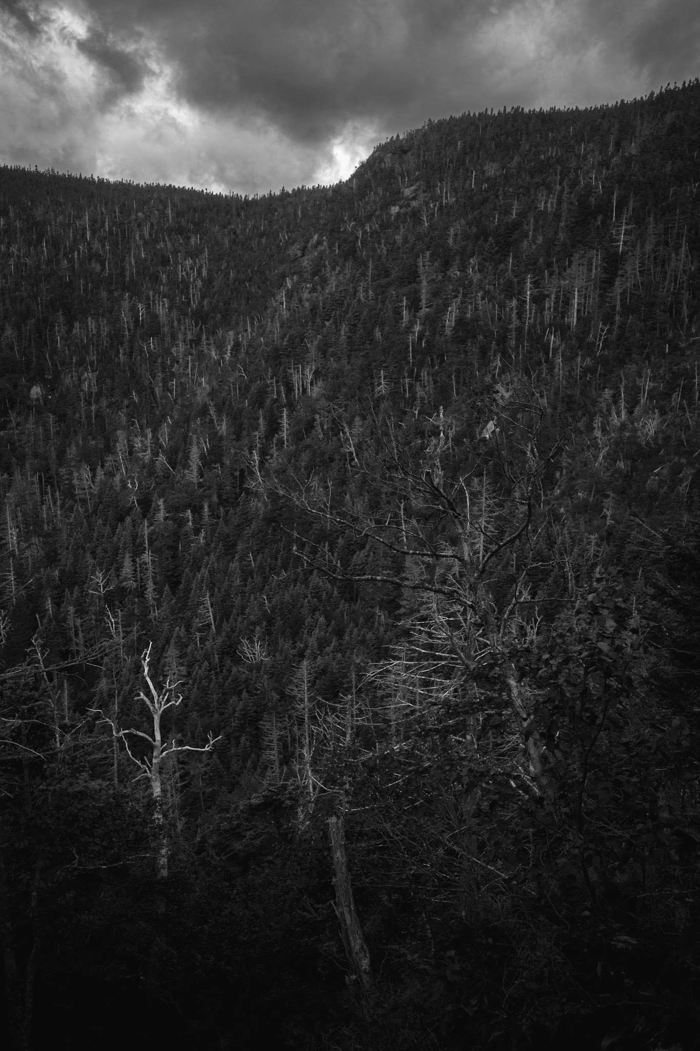 Twisted Echoes In The Pines