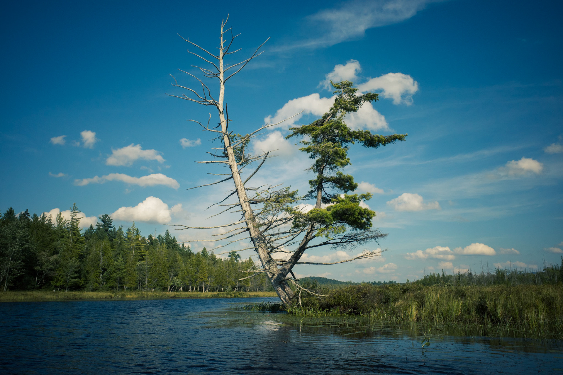 The River Will Choose Your Path