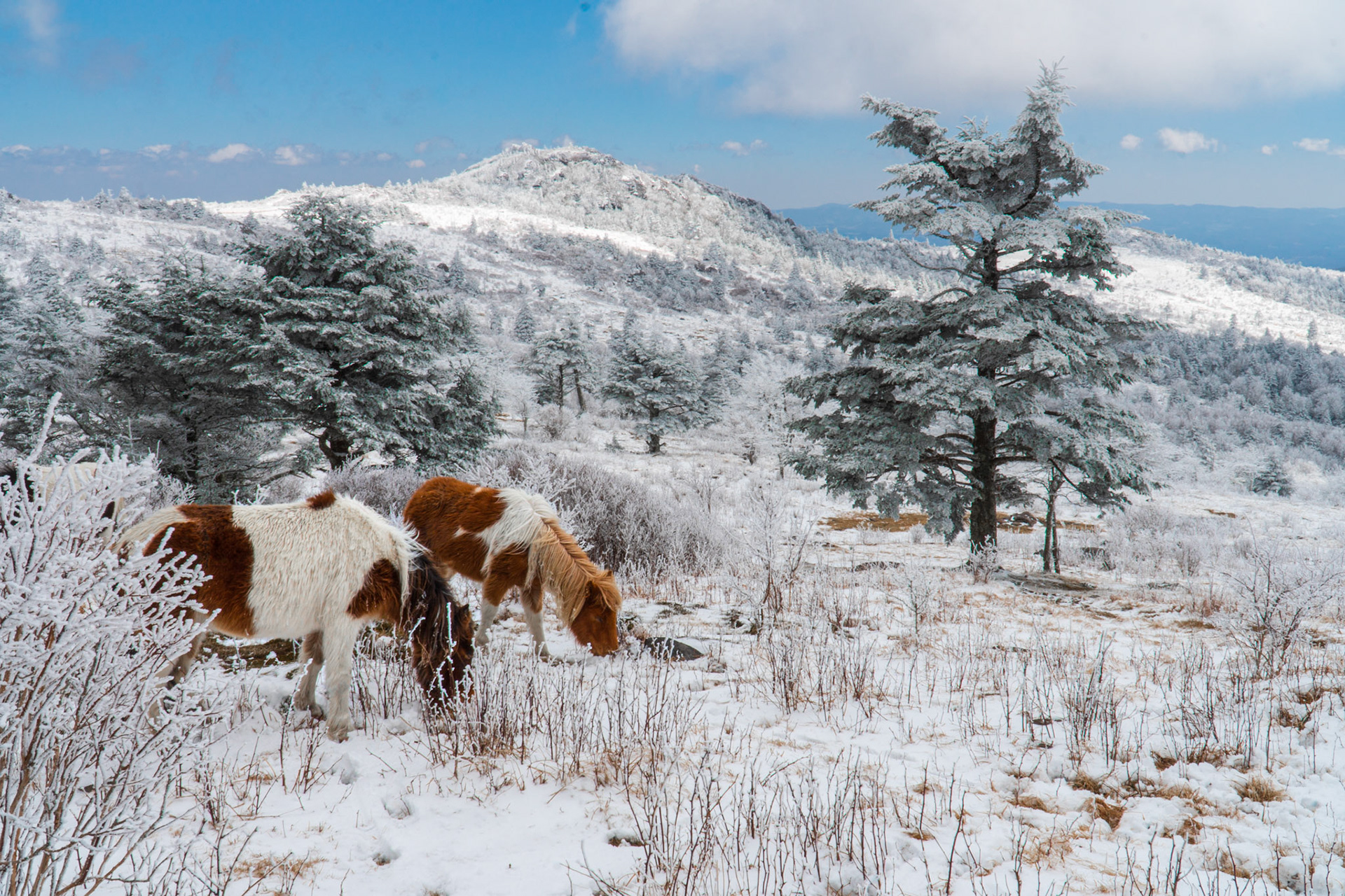 Snowfall on Wild Ponies