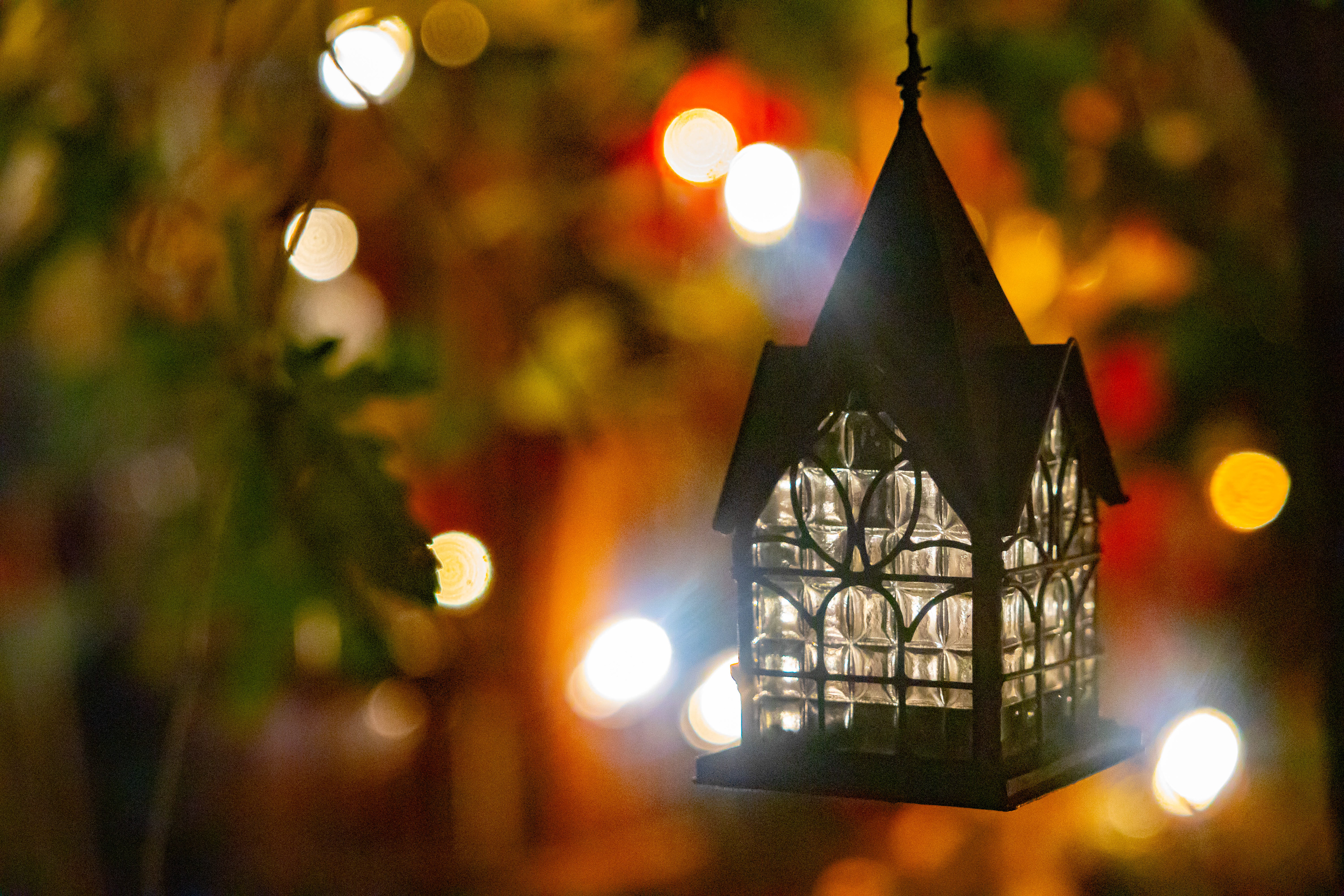 Festive Lights | 2024