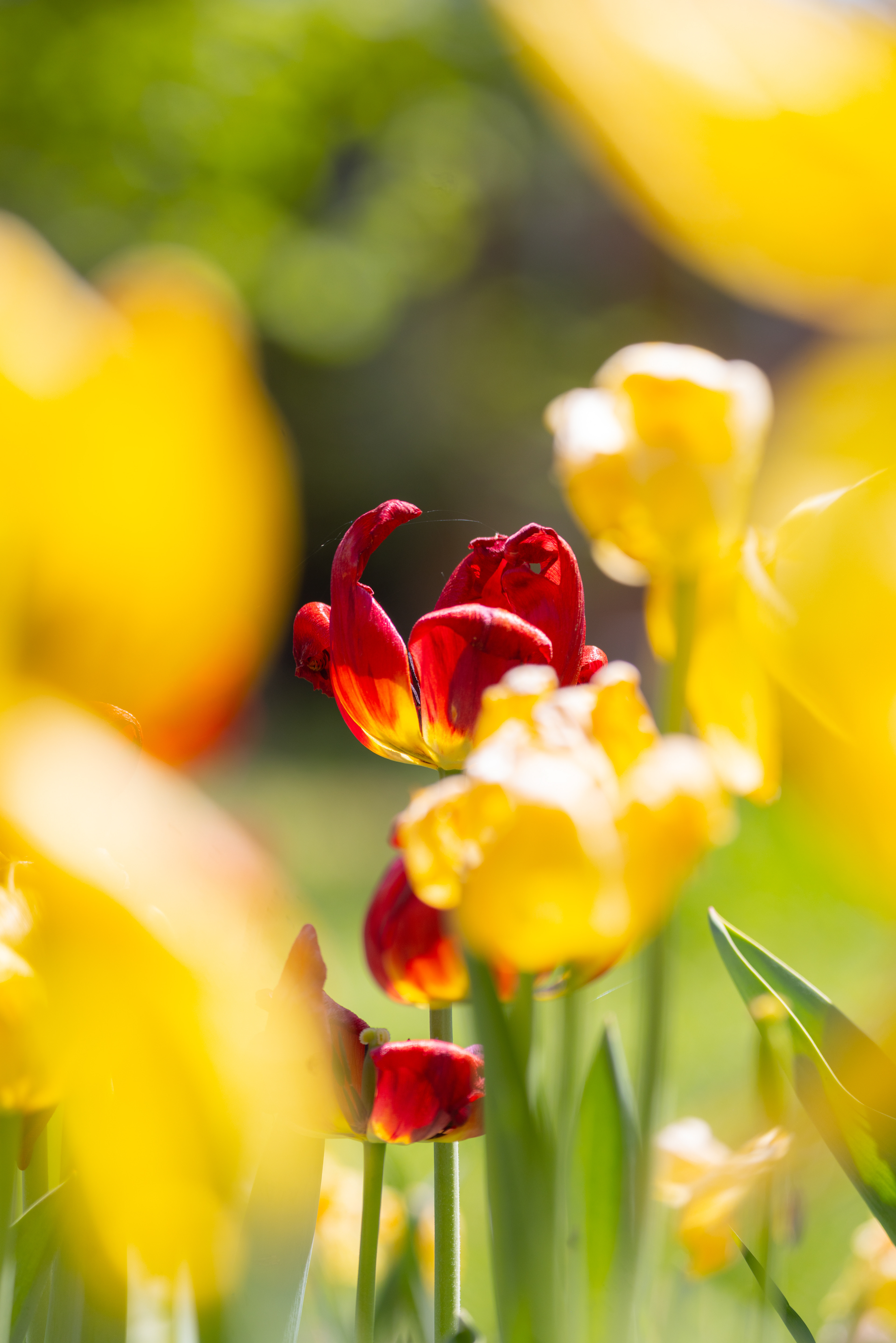 A Flower in the Garden | 2026