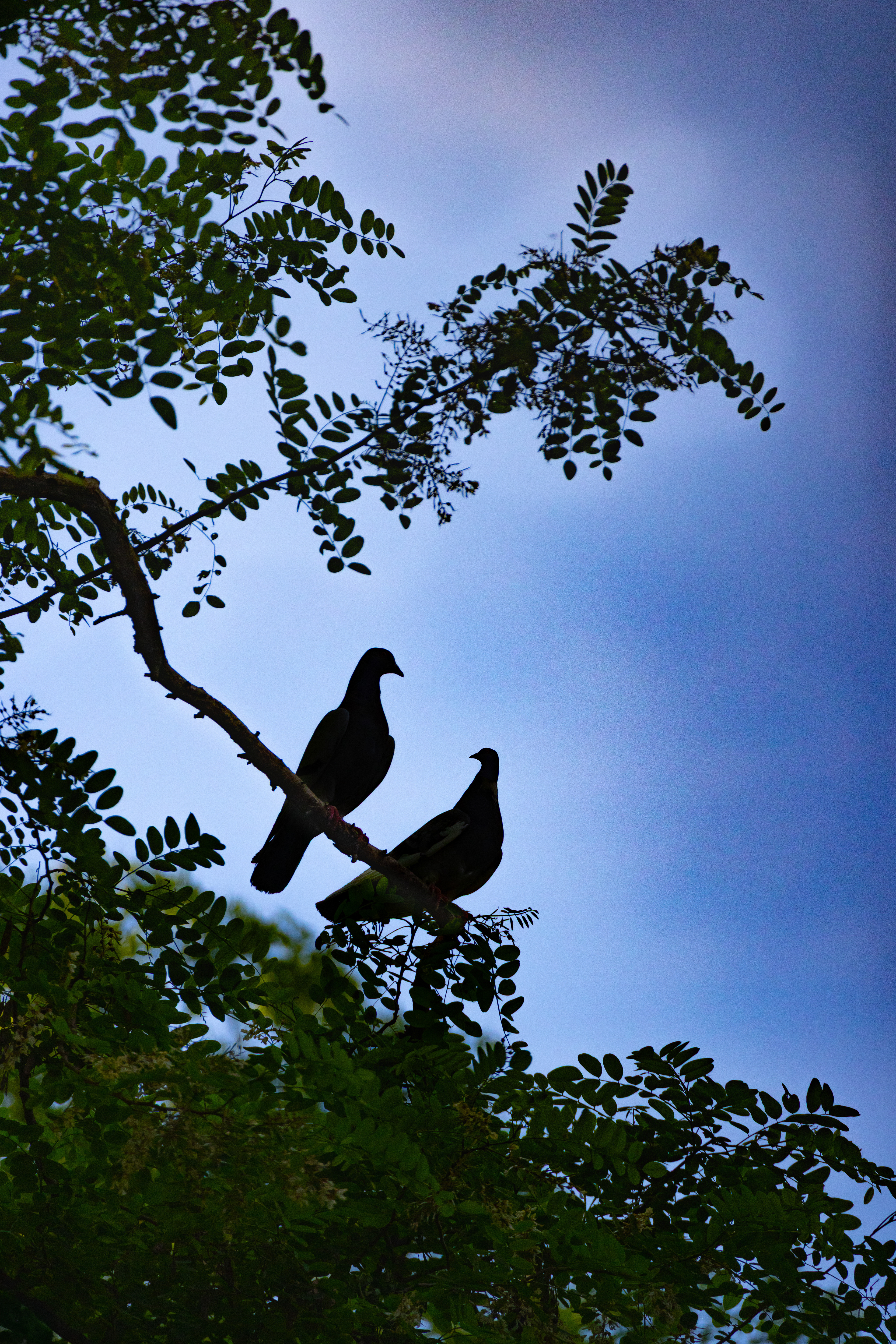 Love Birds | 2026