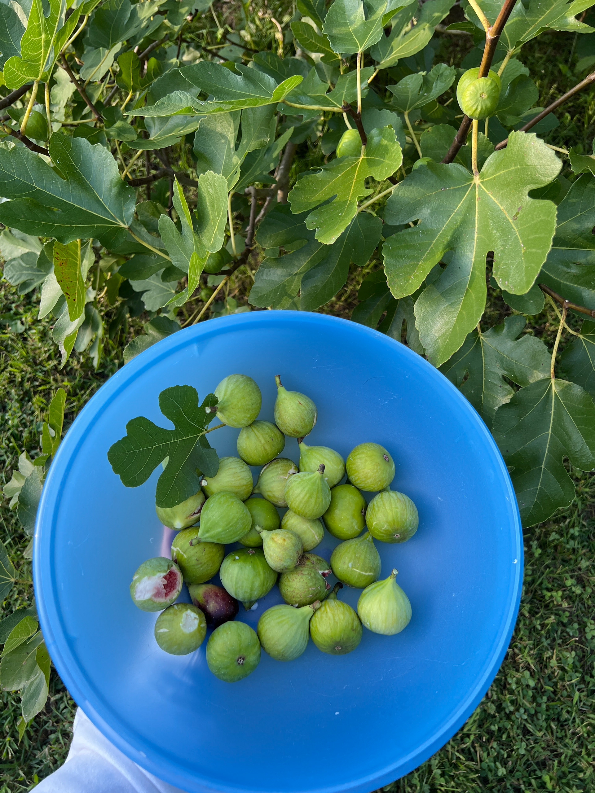 My family's fig farm