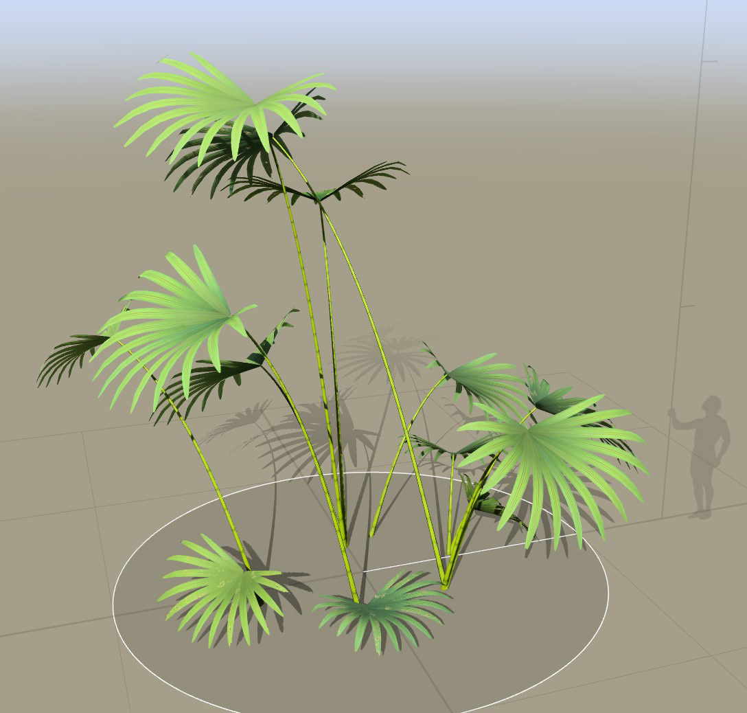 Fan leaf palm
